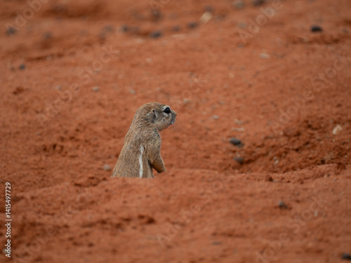 Kap-Borstenhörnchen (Xerus inauris)