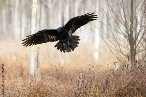 A raven flying over the dry grass in the marsh