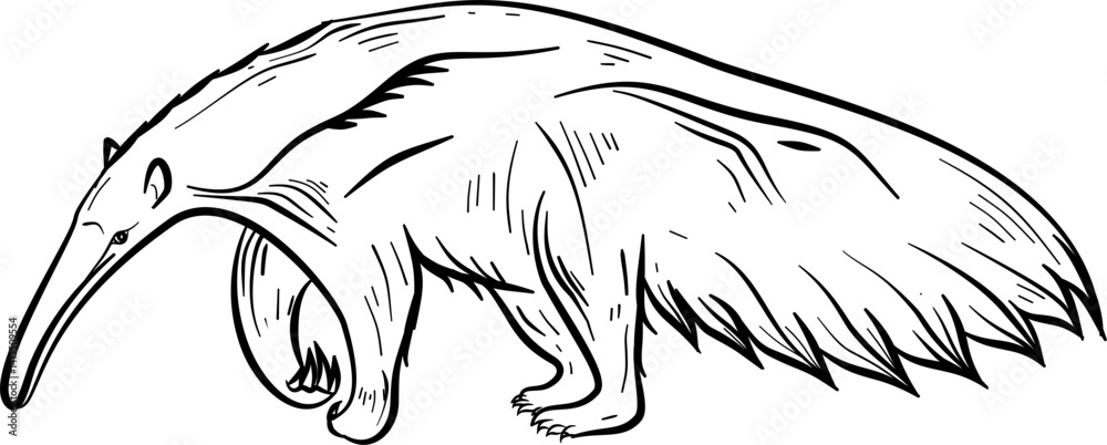 Obraz premium Anteater hand drawn vector