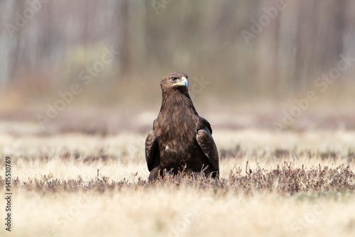 A bird of prey in a meadow on a sunny day