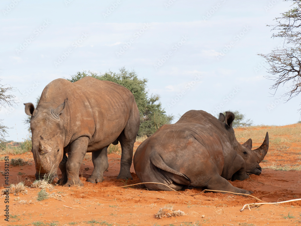 Obraz premium Breitmaulnashorn (Ceratotherium simum)