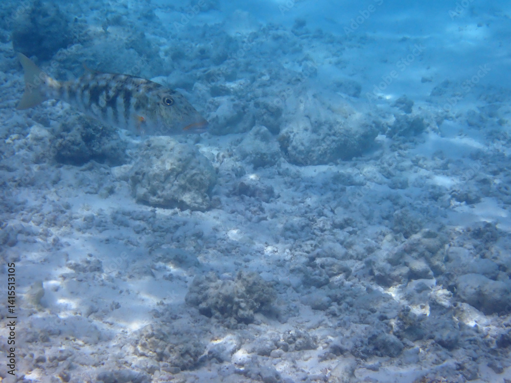 Obraz premium maldives sorkeling with colorful fish