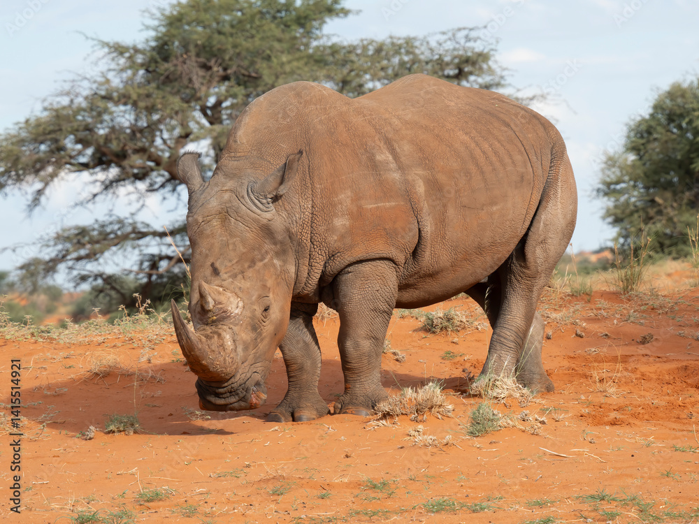 Fototapeta premium Breitmaulnashorn (Ceratotherium simum)