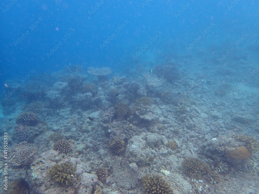 Obraz premium maldives sorkeling with colorful fish