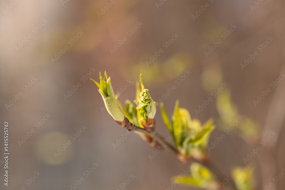 green new spring buds on a tree branch in early spring. close-up, selective focus. Spring background, the beginning of the season. green new spring buds on a tree branch in early spring. close-up, selective focus. Spring background, the beginning of the season.