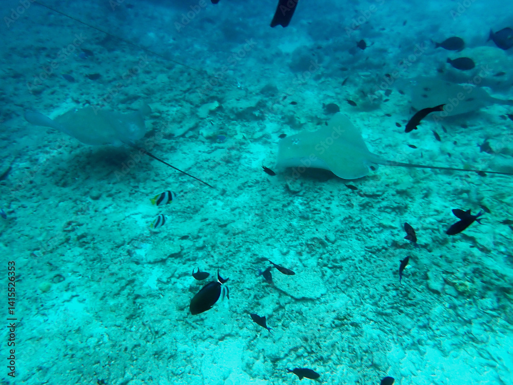 Fototapeta premium snorkeling with stingray on the maldives