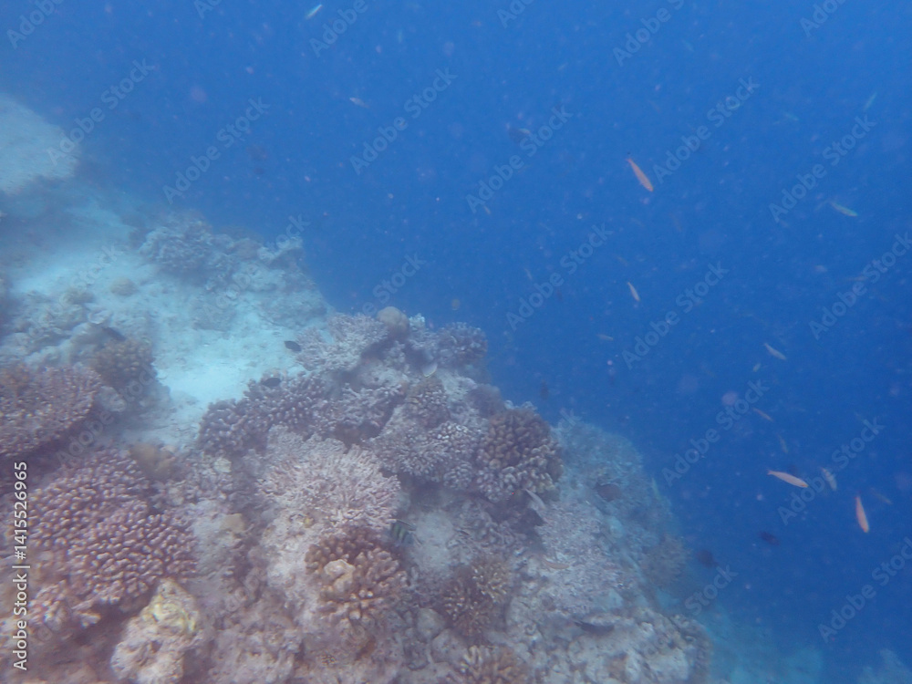 Fototapeta premium maldives sorkeling with colorful fish