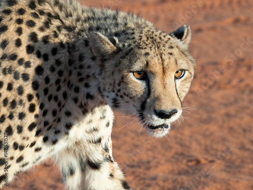 Gepard (Acinonyx jubatus)
