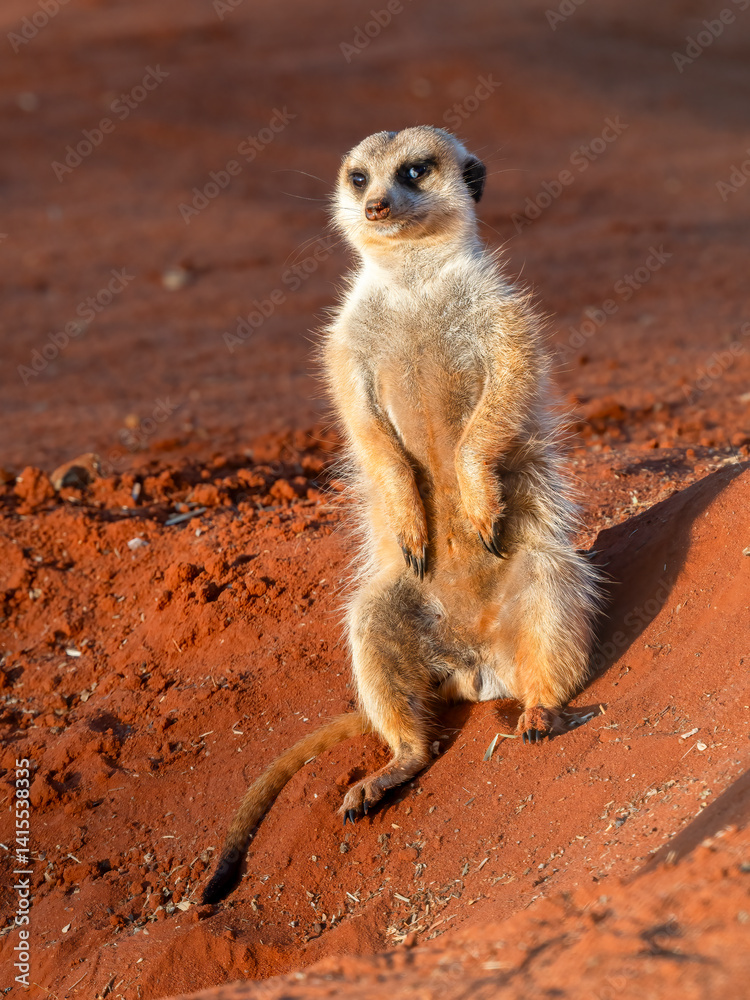 Fototapeta premium Erdmännchen (Suricata suricatta)