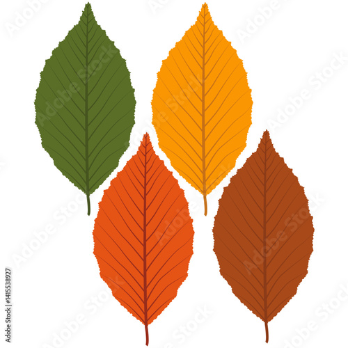 autumn elm leaf, autumn leaf.