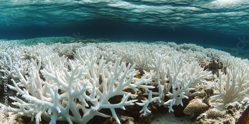 Fototapeta Naklejka Na Ścianę i Meble -  Impact of Climate Change: Bleached and Lifeless Coral on Australia's Great Barrier Reef