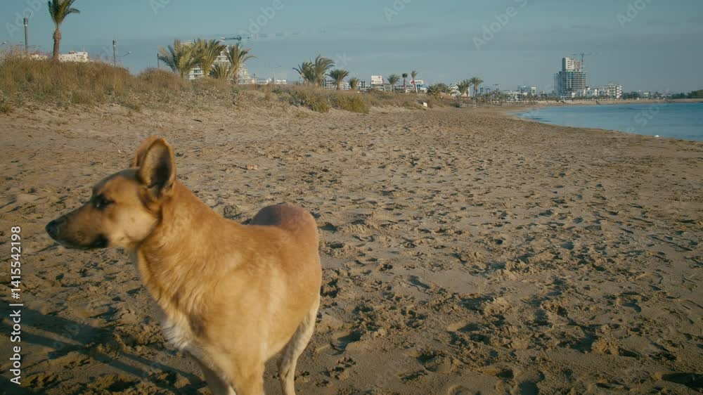 custom made wallpaper toronto digitalA red stray dog stands on a sandy beach by the seashore and looks away, camera tracking