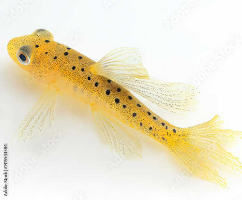 Obraz na płótnie yellow fish isolated w salonie