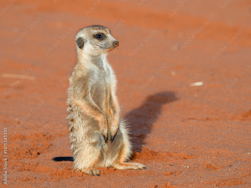 Fototapeta premium Erdmännchen (Suricata suricatta)