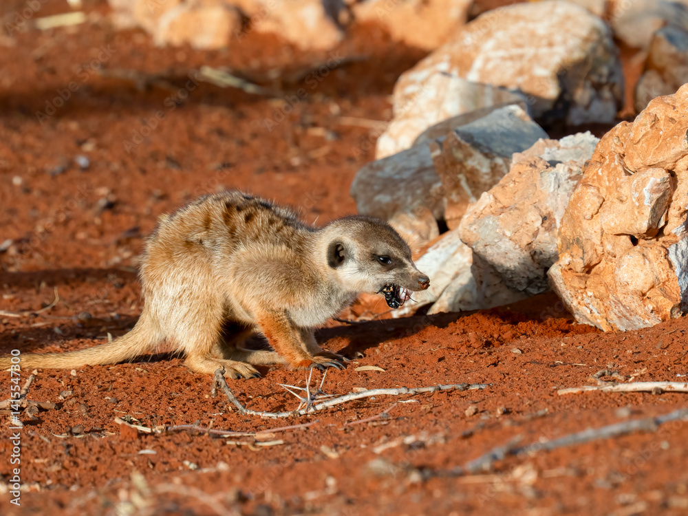 Obraz premium Erdmännchen (Suricata suricatta)