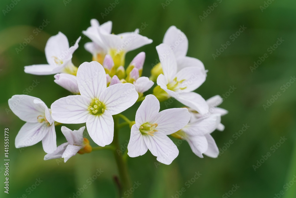 Closeup on the fragile springtime flower of the Mayflower or Lady's smock milkmaids, Cardamine pratensis Closeup on the fragile springtime flower of the Mayflower or Lady's smock milkmaids, Cardamine pratensis