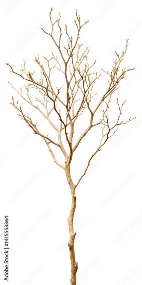 Fototapeta premium small dead tree