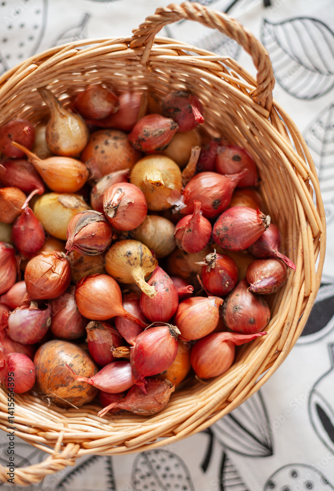 Onions harvest in wooden basket. Freshly dug onion bulbs. Village gardening. Healthy lifestyle concept. Onions harvest in wooden basket. Freshly dug onion bulbs. Village gardening. Healthy lifestyle concept.