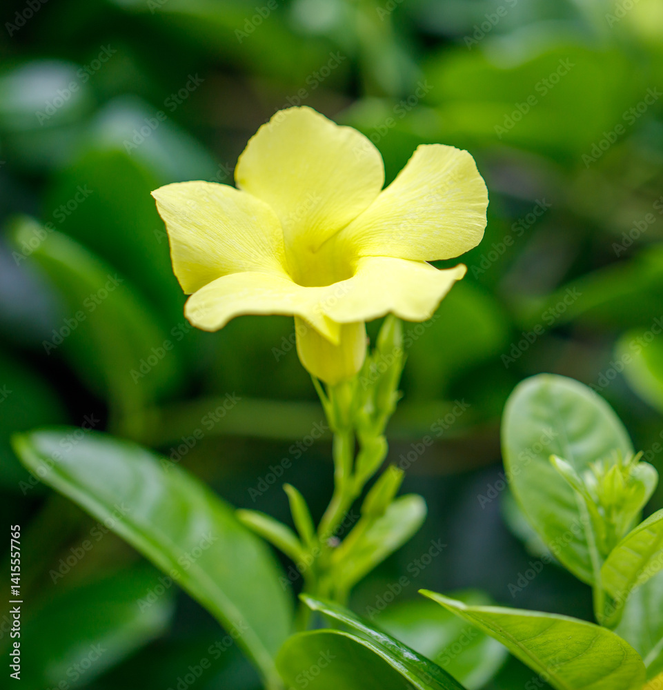 Fototapeta premium A yellow flower with a green stem