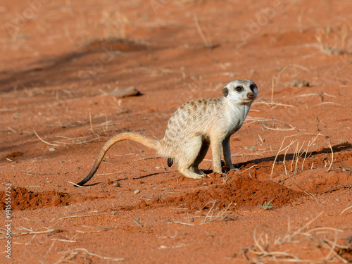 Erdmännchen (Suricata suricatta) photo