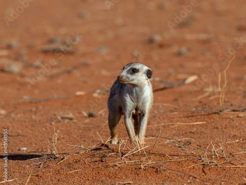 Erdmännchen (Suricata suricatta)