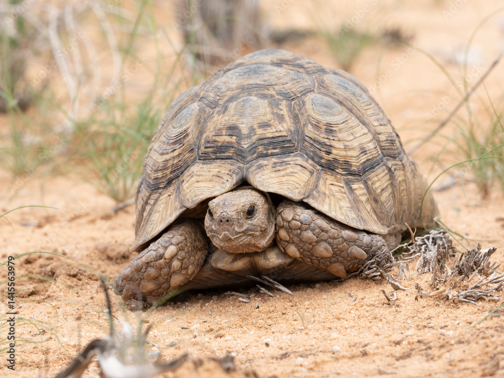 Pantherschildkröte (Stigmochelys pardalis) Pantherschildkröte (Stigmochelys pardalis)
