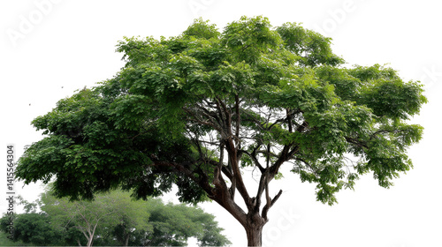 Wallpaper Mural Emerald Canopy: A lush, expansive tree, crowned with vibrant green foliage, stands proudly against the backdrop of nature's canvas. This image captures the essence of life and serenity. Torontodigital.ca