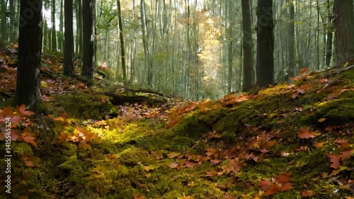 Sun Beams Through Forest Canopy Tilting Down to Autumn Leaves