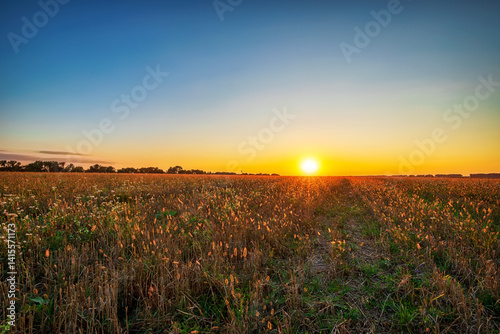 
sun in the field