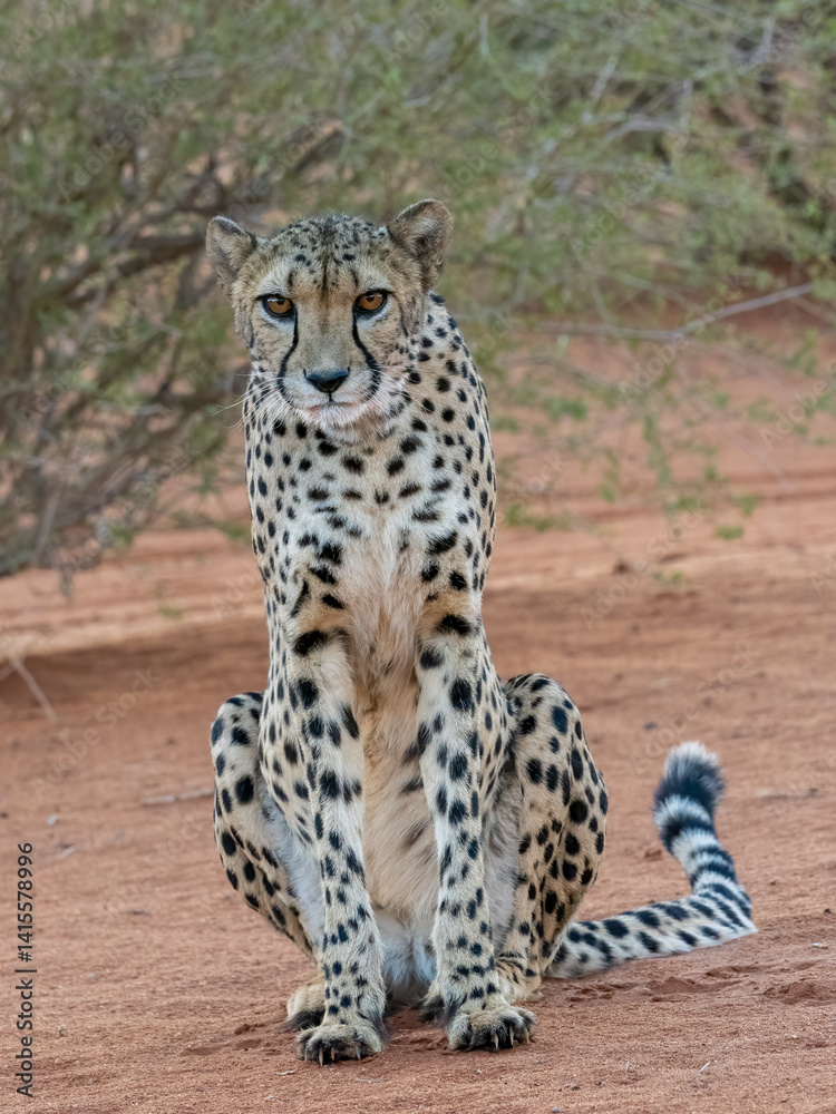 Naklejka premium Gepard (Acinonyx jubatus)