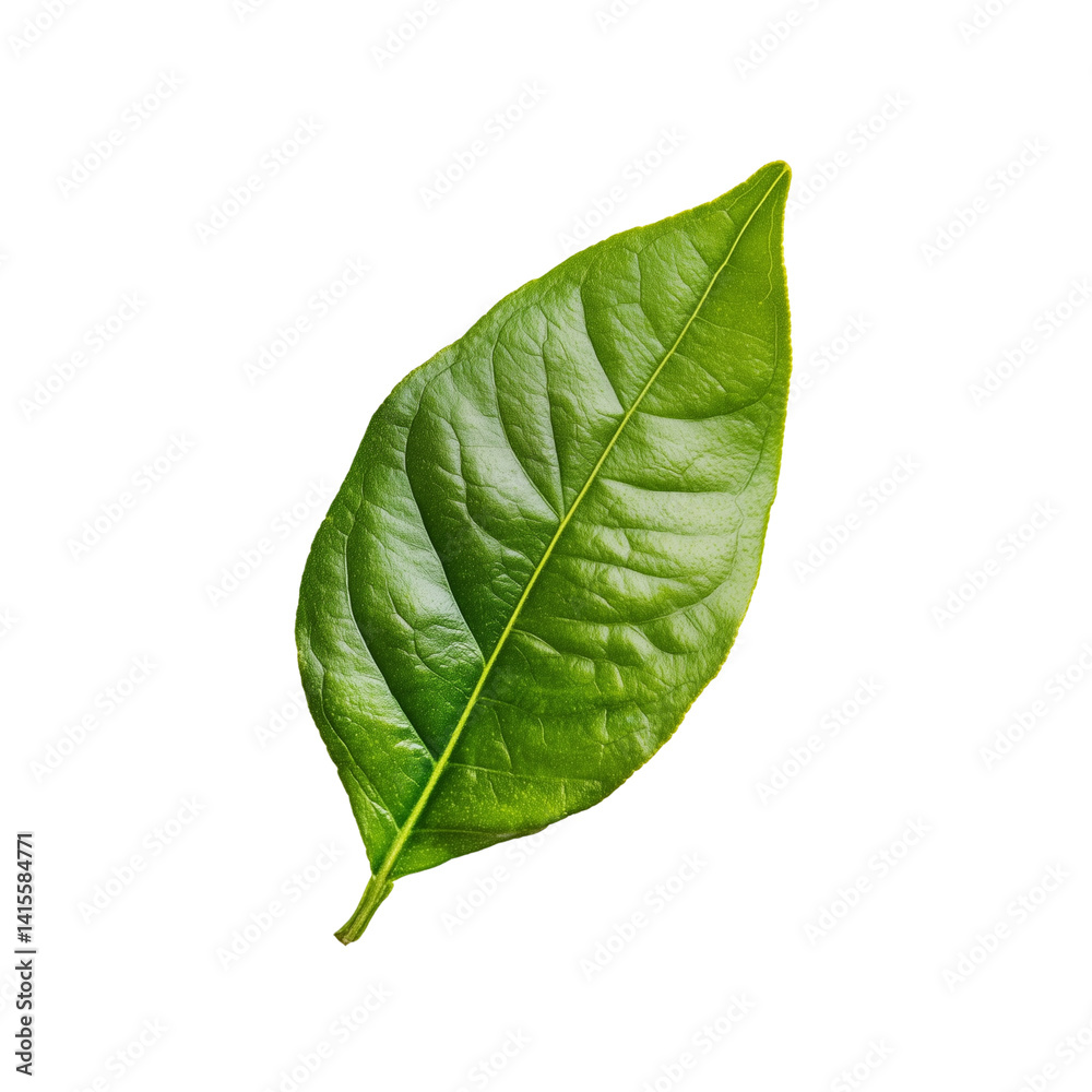 Obraz premium Single vibrant green lemon leaf with visible veins and smooth edges isolated on transparent background (2)