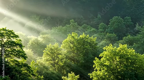Lush green forest with morning sunlight streaming through trees in a peaceful landscape