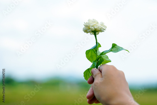 Arabian Jasmine flower bouquet on a blue background. Thailand, we have 