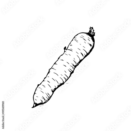 Hand-drawn carrot illustration on white background  
