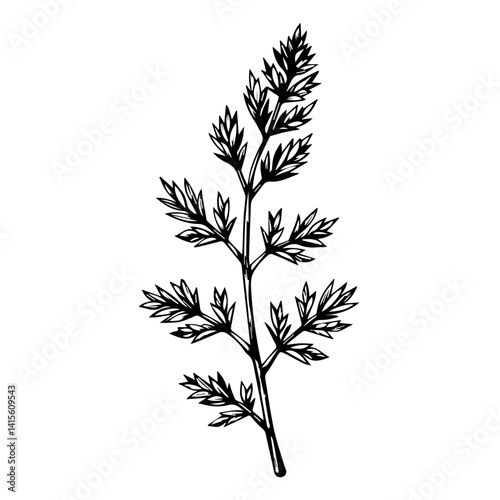 A detailed illustration of a herbaceous plant in black and white  