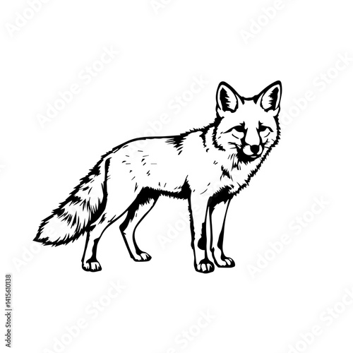 Hand-drawn fox illustration standing on white background  
