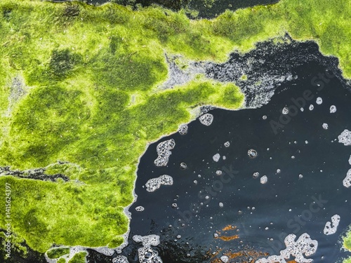 Green algae growing on the surface of dark polluted water, showcasing natural resilience. This symbiotic aquatic life reflects ecological issues and environmental conservation