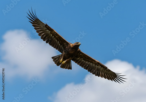 Majestic Golden Eagle Soaring High in a Blue Sky with Fluffy Clouds - Wildlife, Bird, Nature, Freedom.