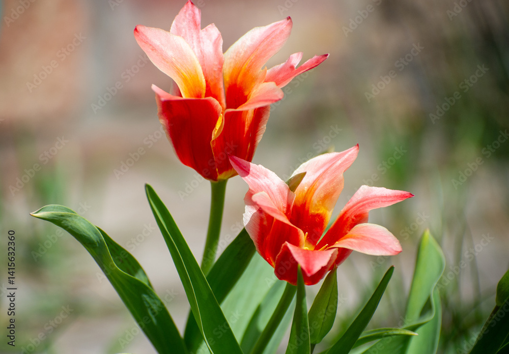 Naklejka premium red tulip flowers