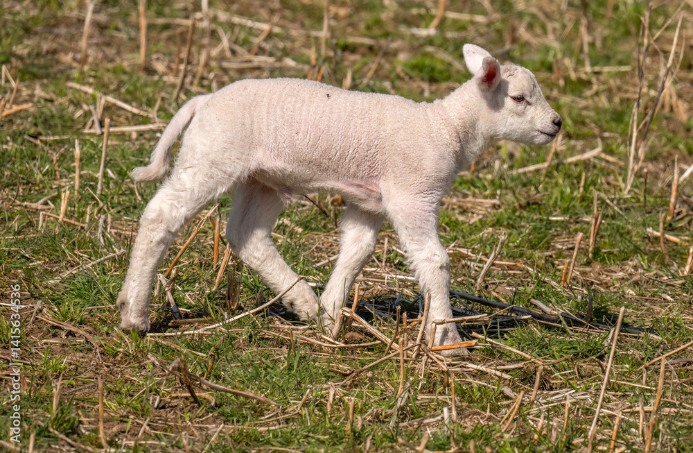 Fototapeta premium Lamb walking in a field in the united kingdom