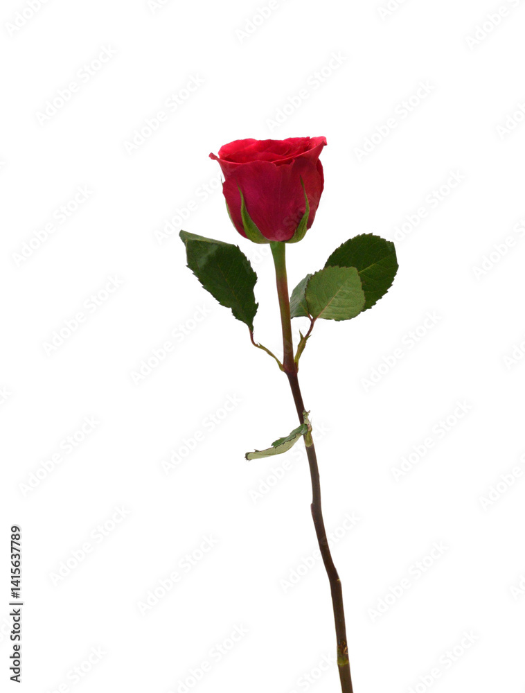Bunch of rosy roses isolated on white Bunch of rosy roses isolated on white