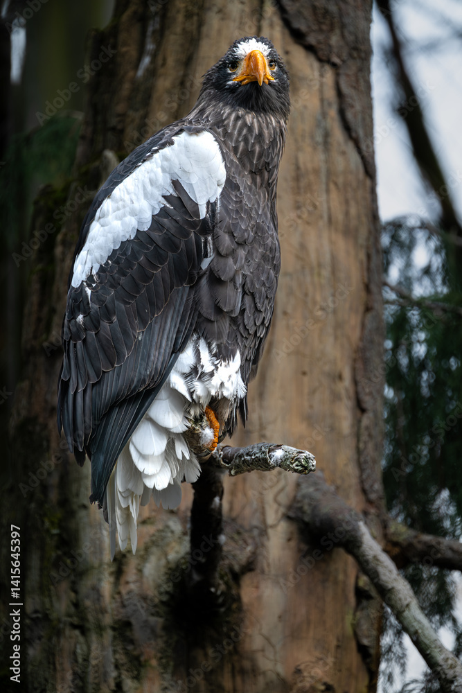 Steller's Sea Eagle (Haliaeetus pelagicus) Perching on a Tree