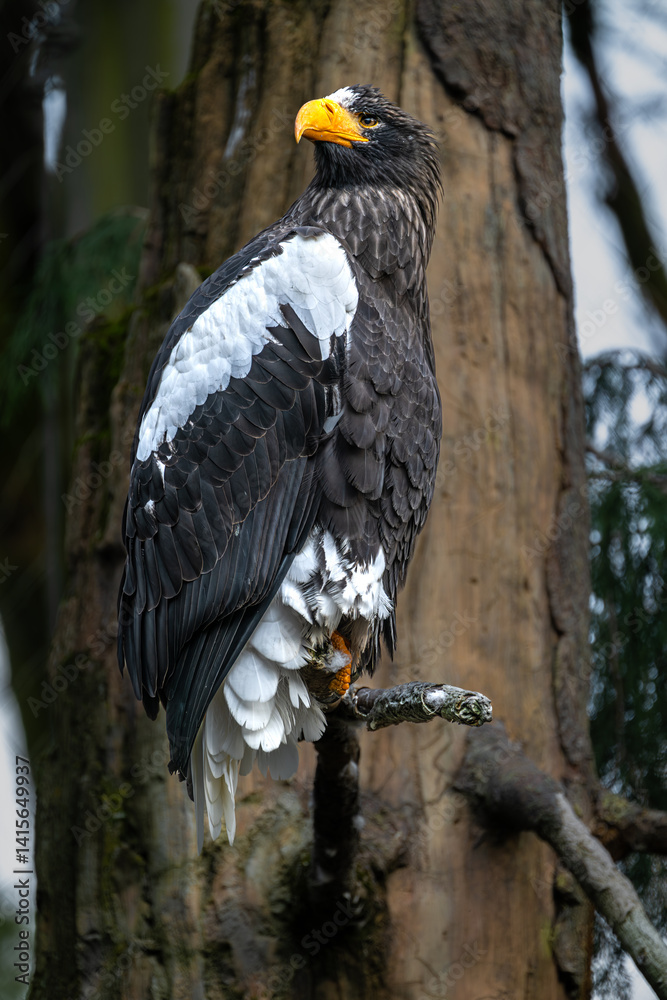 Steller's Sea Eagle (Haliaeetus pelagicus) Perching on a Tree