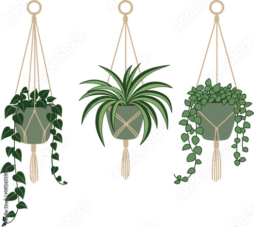 Three hanging indoor plants in modern macrame holders with green leaves detailed flat vector illustration