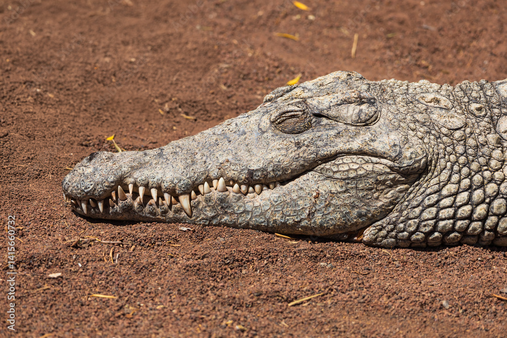 Fototapeta premium Crocodile in the zoo park on the island of Gran Canaria Spain