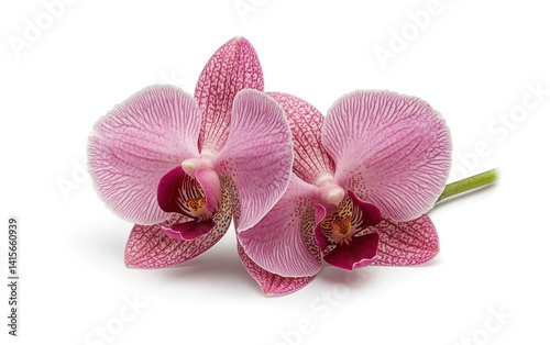 Two pink orchids with white speckles levitate against a solid white background.  The vibrant flowers are the focal point, exhibiting delicate details and textures. Studio lighting provides even