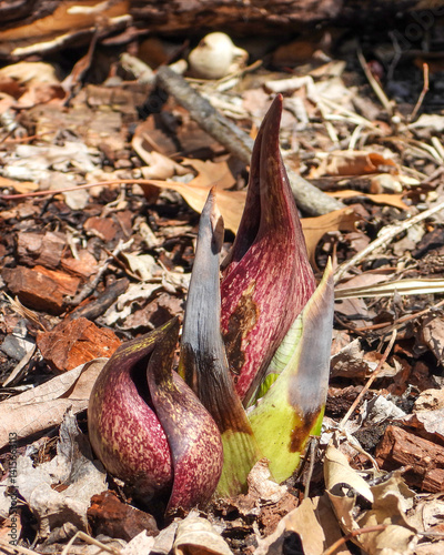 Symplocarpus foetidus - Skunk Cabbage - Native North American Wetland Plant photo