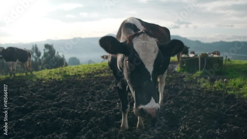 milk organic milking cow cows field by hand freshly milked field green summer fresh healthy