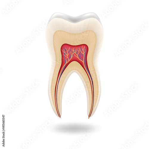 Illustrated crosssection showing human tooth anatomy with root canals and pulp visible in center on white background. Educational and dental use. Comprehensive view with copy space.