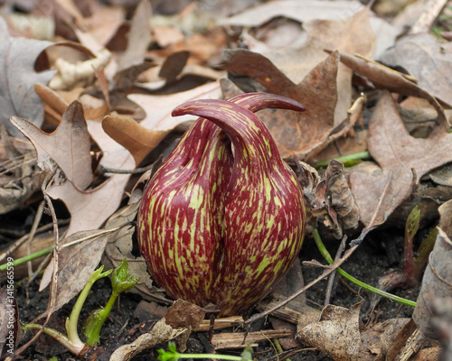 Symplocarpus foetidus - Skunk Cabbage - Native North American Wetland Plant